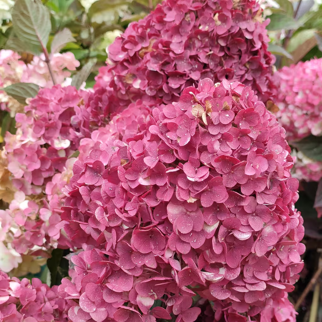 Framboisine