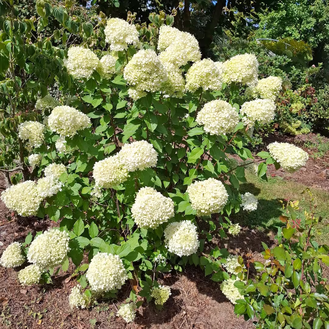 Hydrangeas Paniculata