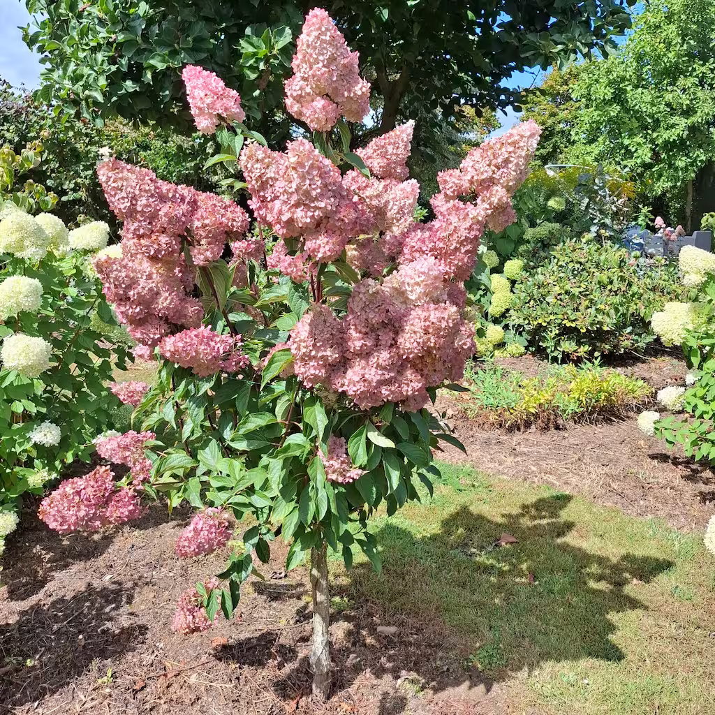 Vanille Fraise