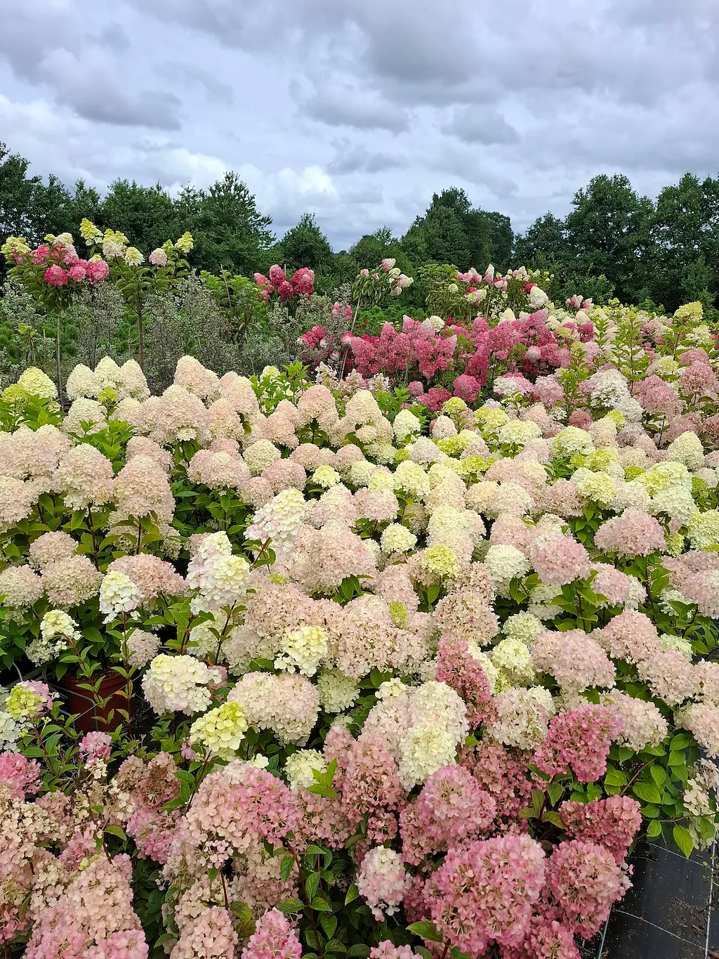 Champ d'hortensias paniculata en fleurs, du crème au rose soutenu