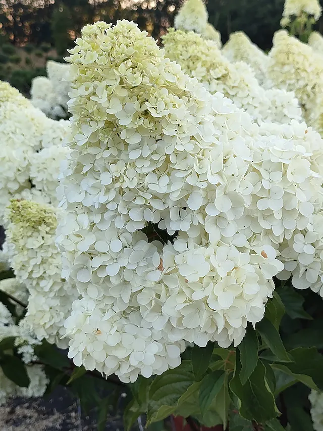 Hydrangea paniculata Moonlight