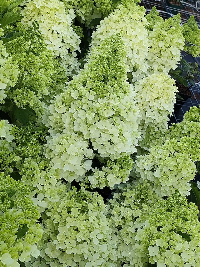Hydrangea paniculata Candelight