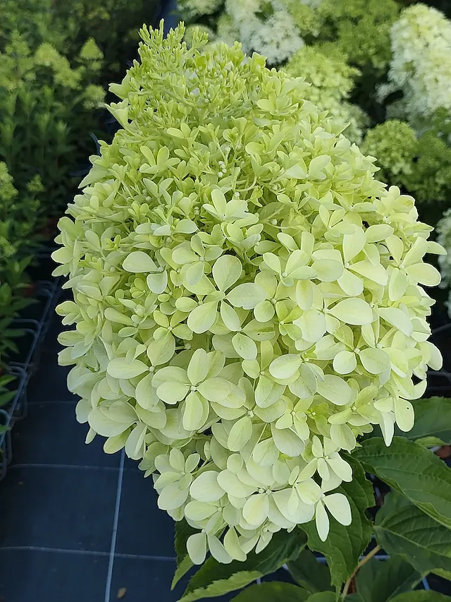 Hydrangea paniculata Sweet Summer