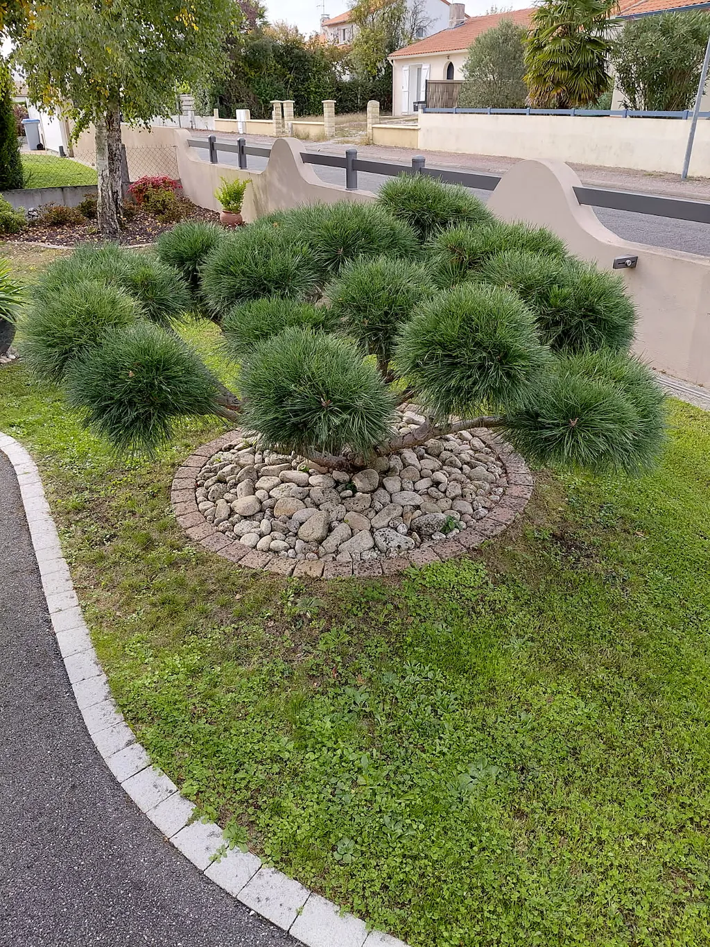 Pin nuage taillé, planté en pleine terre dans un massif