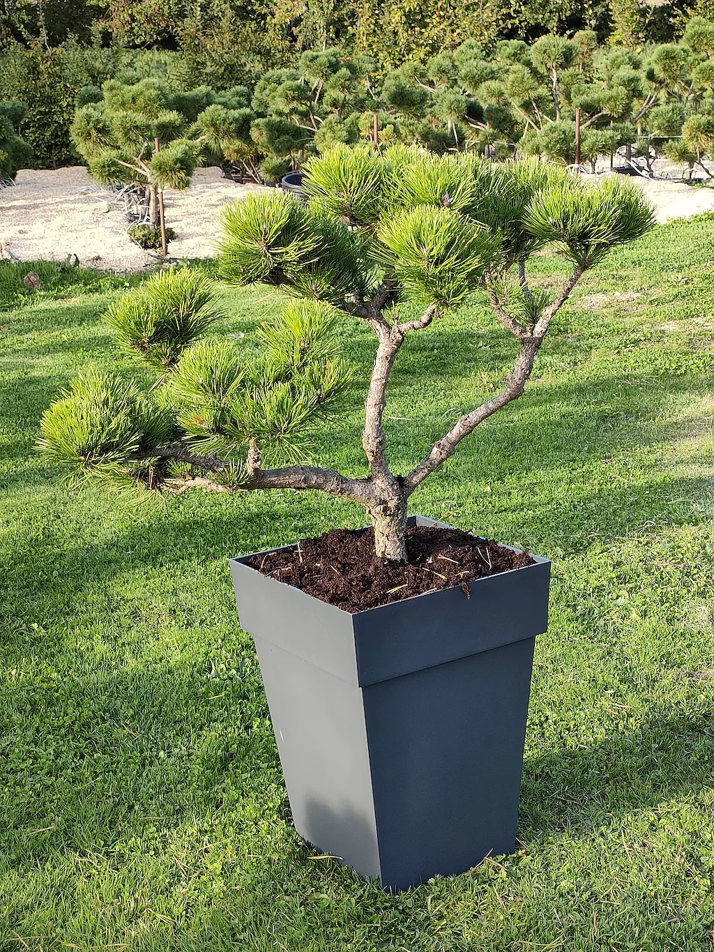Pin nain maritime taillé en nuages, cultivé en pot