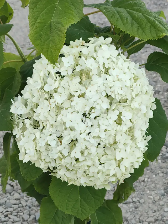 Grosse inflorescence blanche et arrondie d'un hydrangea arborescent