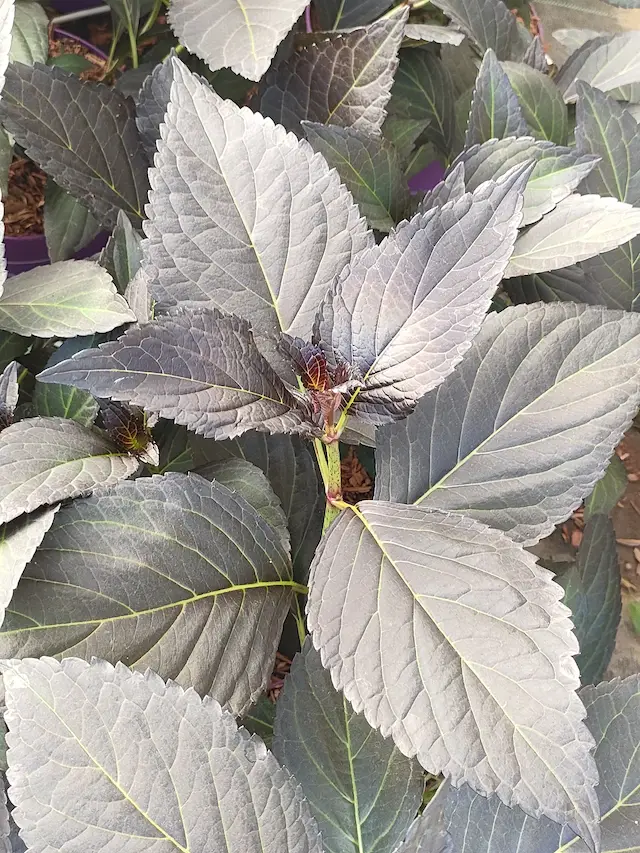 Feuillage pourpre d'un hortensia macrophylla cultivé en pot