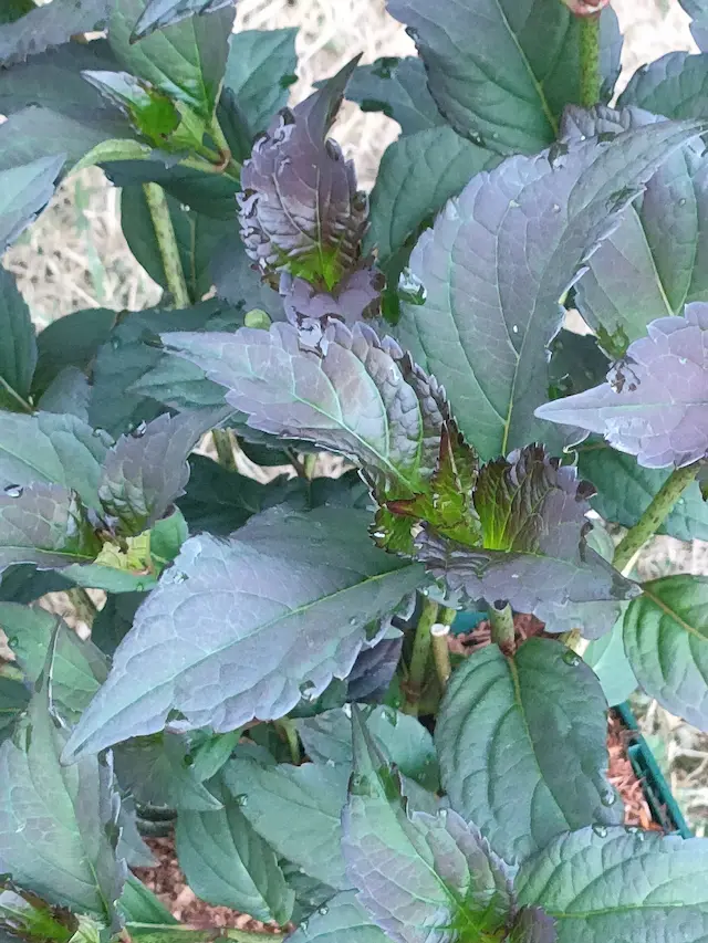 Jeunes pousses pourpres d'un hortensia macrophylla en pleine terre